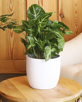 Green Syngonium Plant